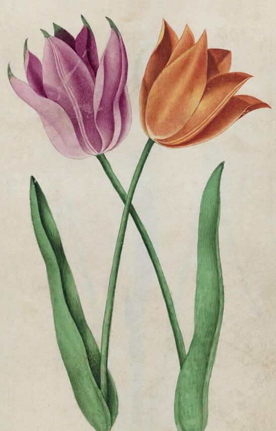 100 Flowers: One Hundred Postcards from the Royal Horticultural Society - 2