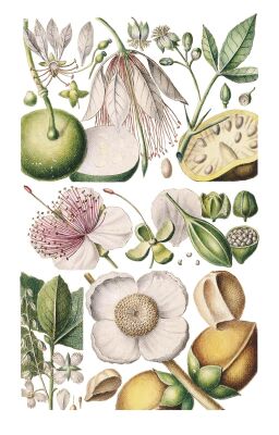 100 Flowers: One Hundred Postcards from the Royal Horticultural Society - 3