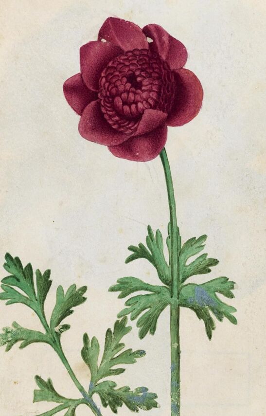 100 Flowers: One Hundred Postcards from the Royal Horticultural Society - 4