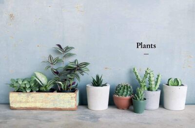 The Kew Gardener’s Guide to Growing House Plants - 3