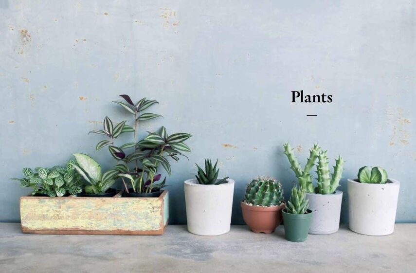 The Kew Gardener’s Guide to Growing House Plants - 3