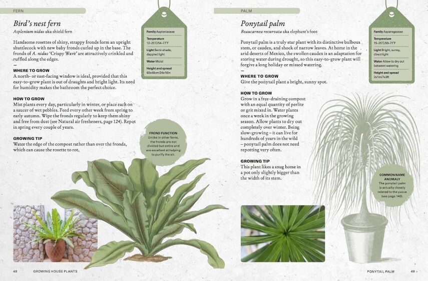 The Kew Gardener’s Guide to Growing House Plants - 4