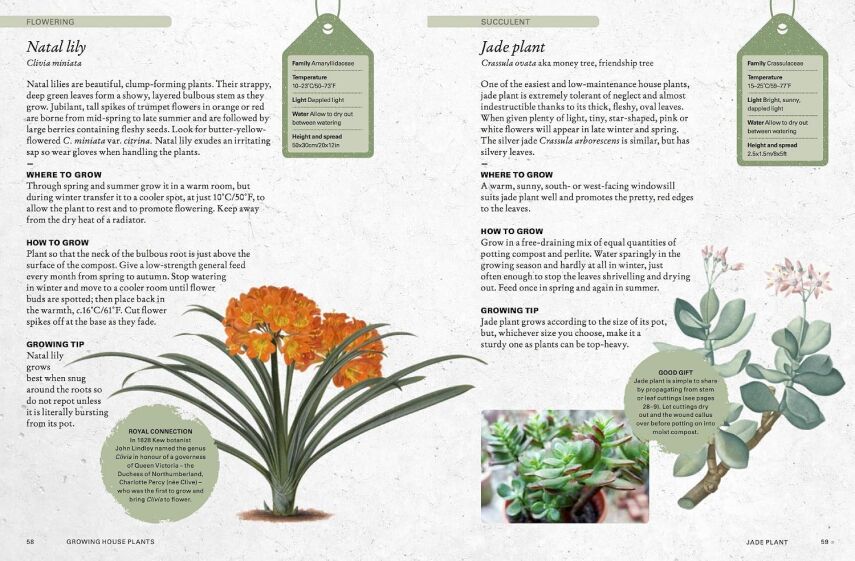 The Kew Gardener’s Guide to Growing House Plants - 6