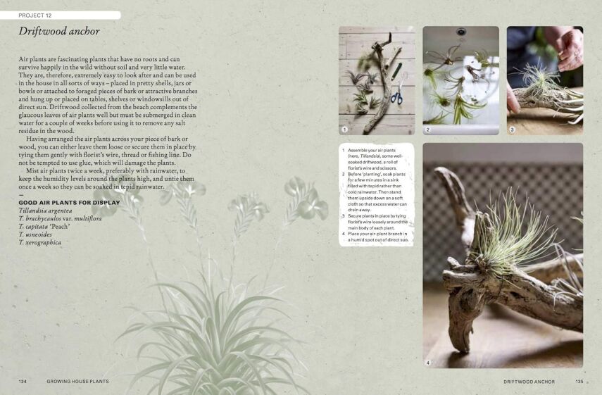 The Kew Gardener’s Guide to Growing House Plants - 9
